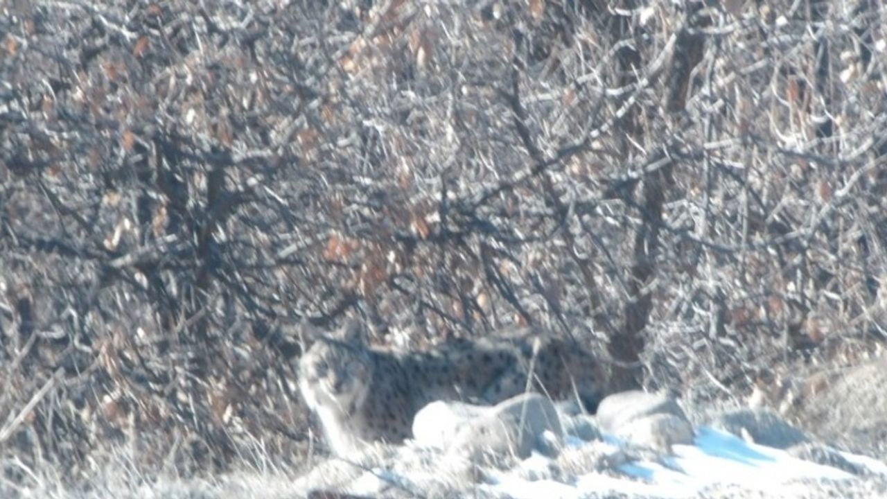 Tunceli’de kırmızı listedeki vaşak fotoğraflandı