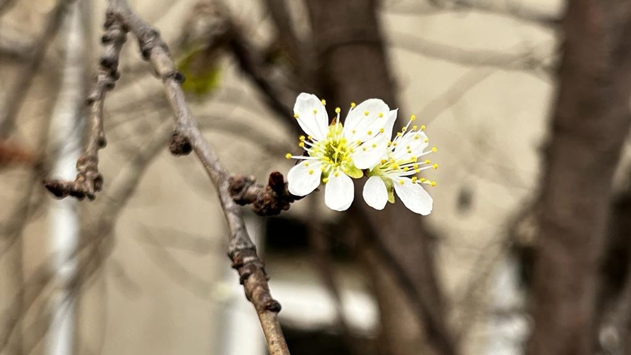 Artvin’de kış ortasında erik ağacı çiçek açtı