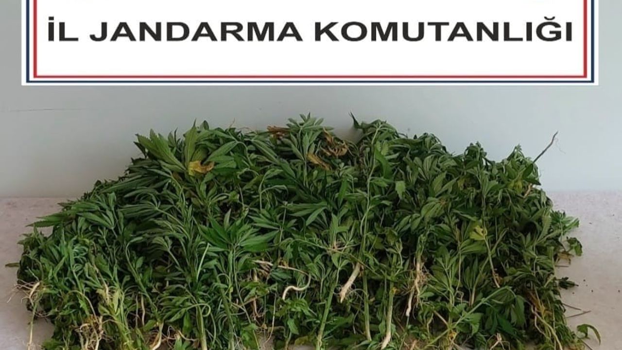 Adana’da 106 kök kenevir bitkisi ele geçirildi