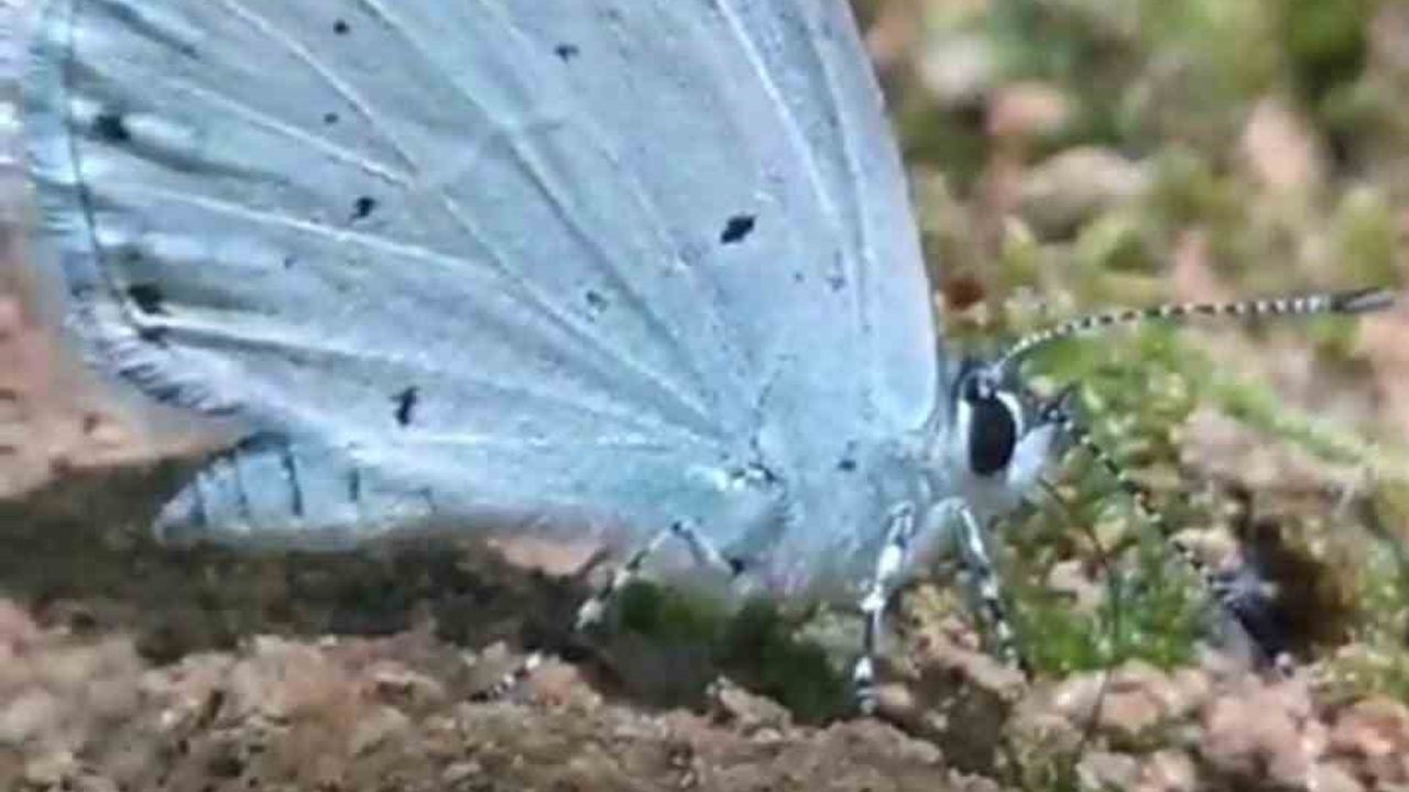 Endemik tür mavi kelebekler görüntülendi