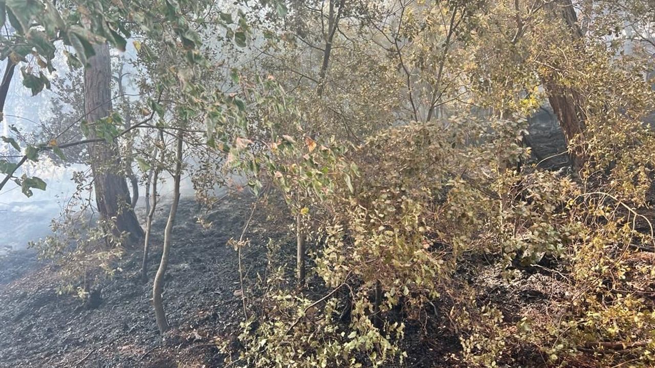 Adana’daki iki orman yangınından biri kontrol altına alındı