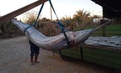 Adana'da balıkçı ağlarına “Blue Marlin” balığı takıldı: 4 buçuk metre boyunda, tam 274 kilo!