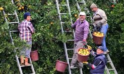 Adana'nın 4 ilçesini ilgilendiren narenciye işçilerinin günlük yevmiyesi belli oldu