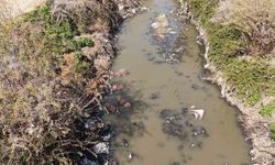 Adana’da dere yatağı at ve eşek atıklarıyla dolu