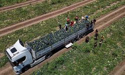 Adana’da karpuzun tarlada kilogram fiyatı 2,5 liraya kadar geriledi