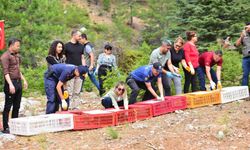 Feke’de sazanlar baraja, keklikler dağlara salındı