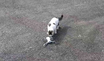 Meraklı kedinin drone ilgisi