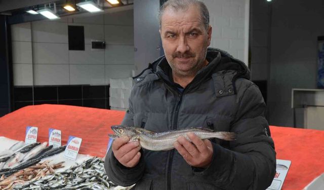 Karadeniz’de çıkmayan balık, yolunu şaşırıp Ordu’ya kadar geldi