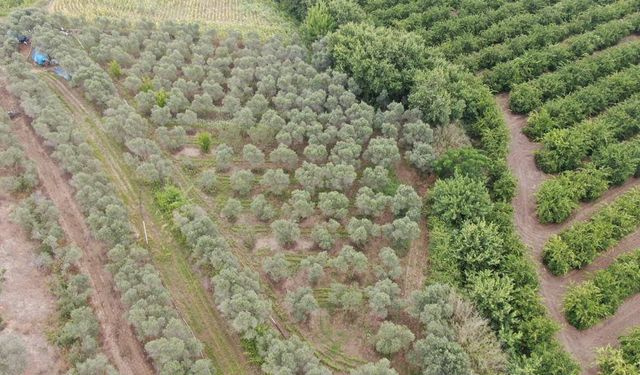 Adana’da 2 bin kök kenevir bitkisi ele geçirildi