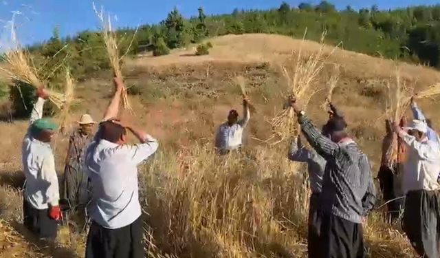 Bin rakımda bereket dualı geleneksel hasat