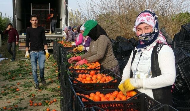 Narenciye işçi fiyatları 447 TL olarak belirlendi