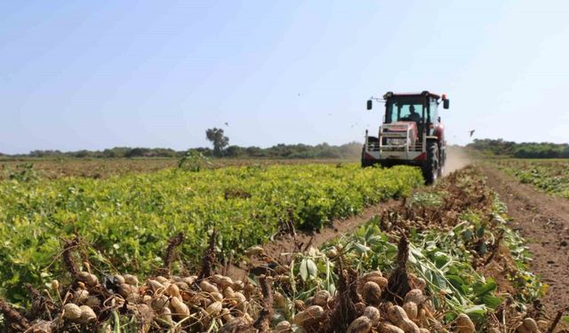 Adana’da 105 bin ton yer fıstığı rekoltesi bekleniyor