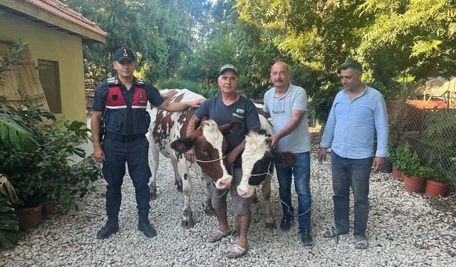 Jandarma çalınan büyükbaşları bularak sahibine teslim etti