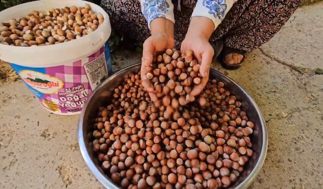 Tufanbeyli’de fındık yetiştirilmeye başlandı