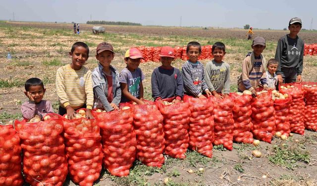 Adana'da tarlada soğan fiyatları: 5 lira