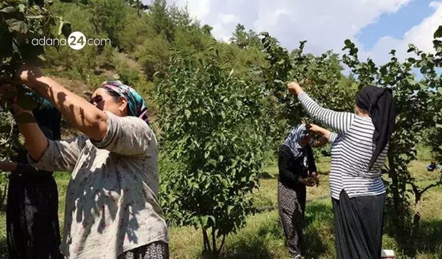 Karadeniz'den getirdi, tutmaz dediler Adana'ya dikti! Şimdi ilk hasadını alıyor!