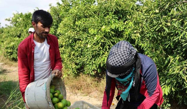 Suriyelilerin ülkelerine dönüşü tarım sektörünü sekteye uğratabilir