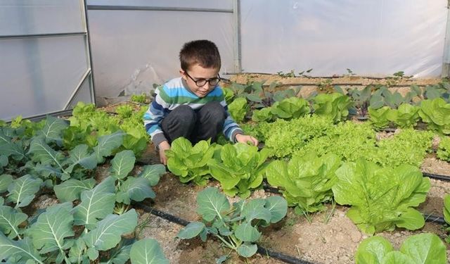 Adana'da öğrenciler okulda tavuk besleyip sebzecilik yapıyor