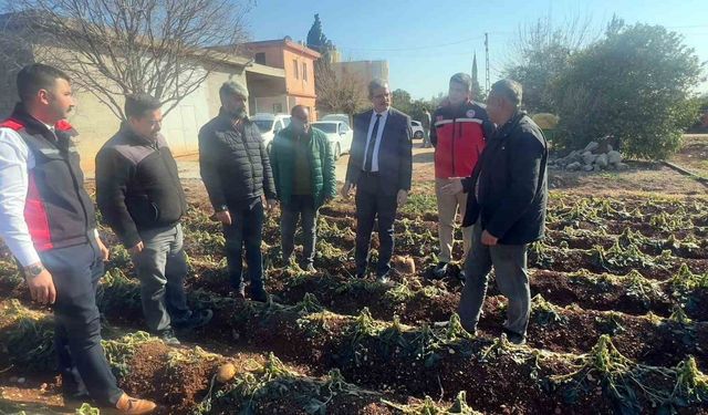 Adana İl Tarım ve Orman Müdürlüğü 3 günde 500 bin dekar alanı taradı
