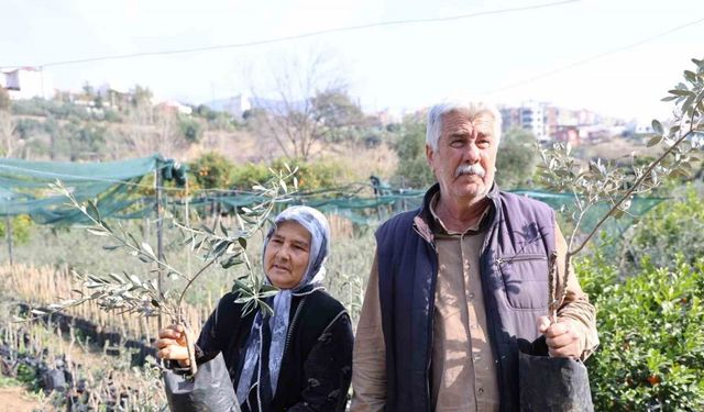 Dağdan topladıkları zeytin fidanlarını aşılayıp dayanıklı zeytin ağacı ortaya çıkardılar