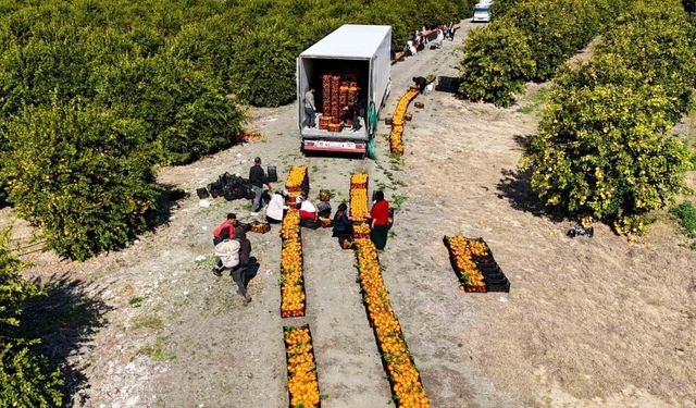 Zirai don uyarısı sonrası mandalina hasadı hız kazandı