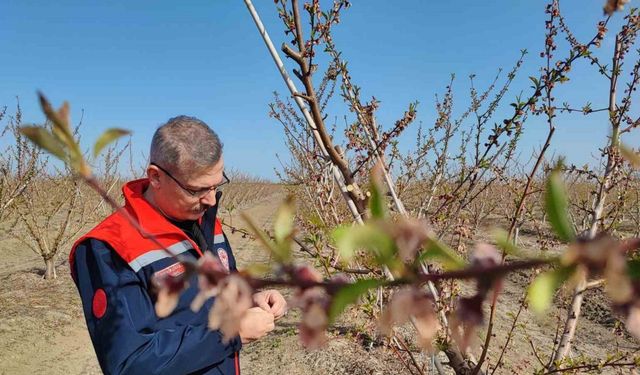Zirai don çiçek açan ağaçlara yüzde 100 zarar verdi