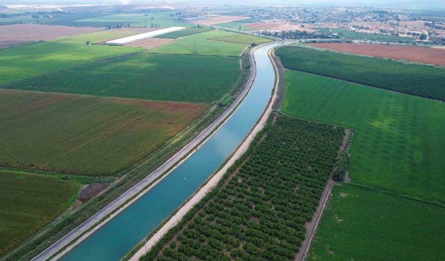 Çukurova’da yağan yağmurlar tarım ürünlerine ’can suyu’ oldu