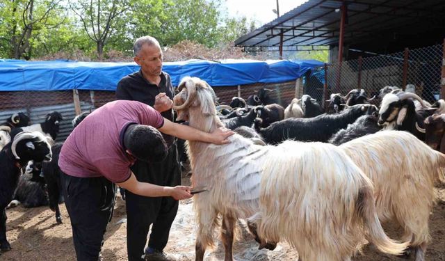 Küçükbaş hayvanların kırkım mesaisi başladı