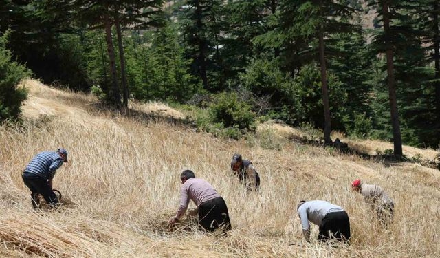 Teknolojinin ulaşamadığı tarlalarda ellik ve orakla hasat başladı