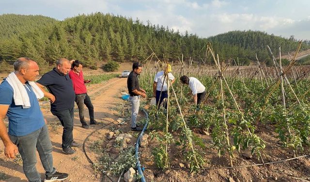 Adana’da atıl araziler domates üretim merkezi oldu