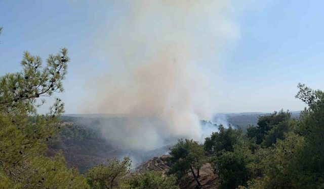 Adana’da orman yangını