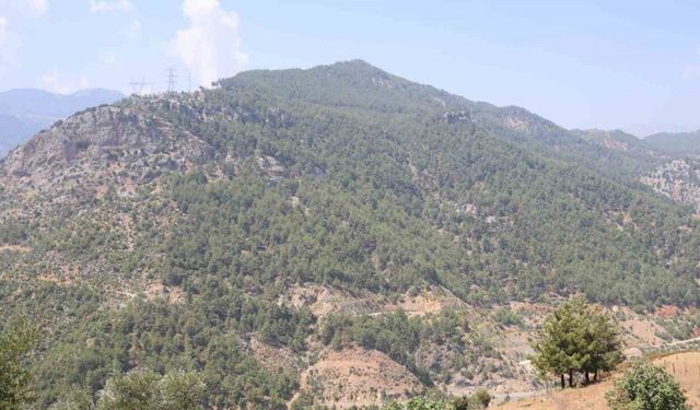 Adana’da orman yangınıyla küle dönen 4 bin hektarda fidanlar tekrar büyüdü