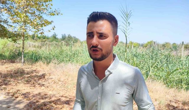 Çukurova Üniversitesi yerleşkesine domuzlar girdi, vatandaş havlayarak kovaladı