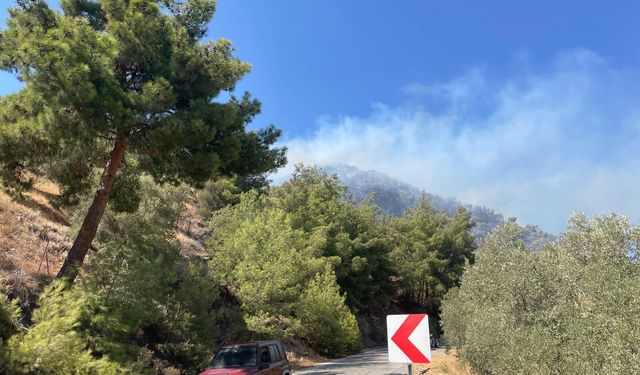 Aydın'da zeytinlik alanda çıkan yangına müdahale ediliyor