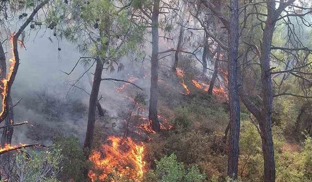 Adana’da çıkan orman yangınları söndürüldü