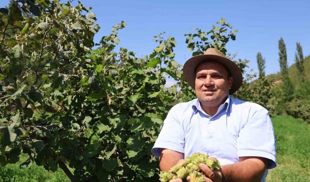 Karadeniz değil Adana: Torosların eteğinde fındık hasadı