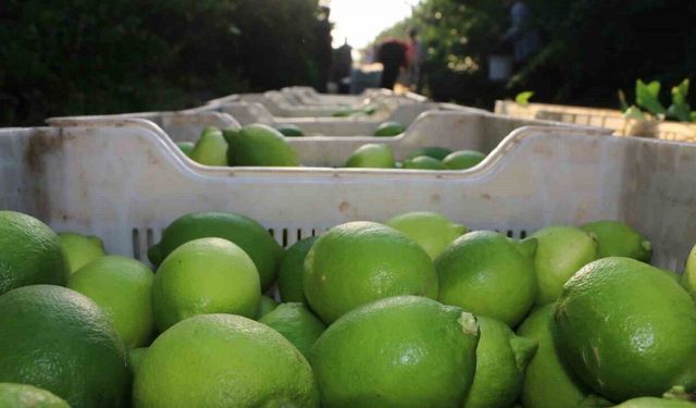 Limon hasadı 25 ve 27 Eylül tarihlerinde başladı
