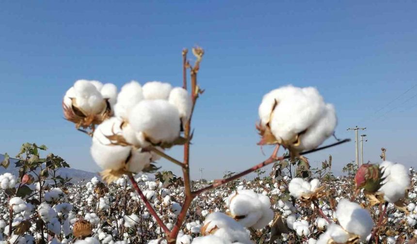 Türkiye’de geliştirilen pamuk tohumu çeşitleri Zambiya’da tescillendi