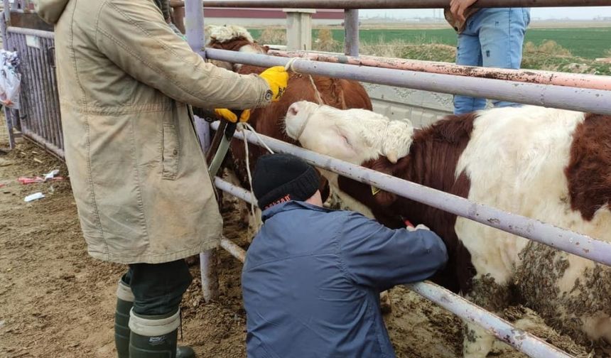 Afyonkarahisar’a ithal getirilen besilik sığırların sağlık kontrolü yapıldı