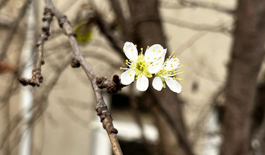Artvin’de kış ortasında erik ağacı çiçek açtı