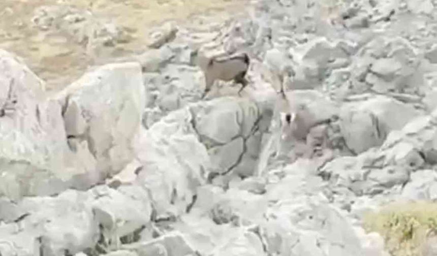 Kozluk’ta kayalıklarda dağ keçisi görüntülendi