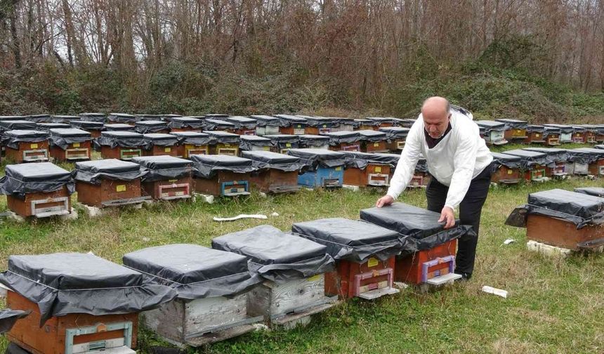 Küresel ısınma ’arıları’ da etkiledi: Uyuması gerekirken uçuyorlar