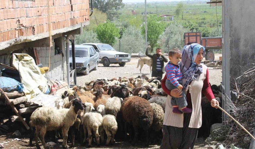 Dört çocuk annesi devletten aldığı destekle 230 koyunluk sürünün sahibi oldu