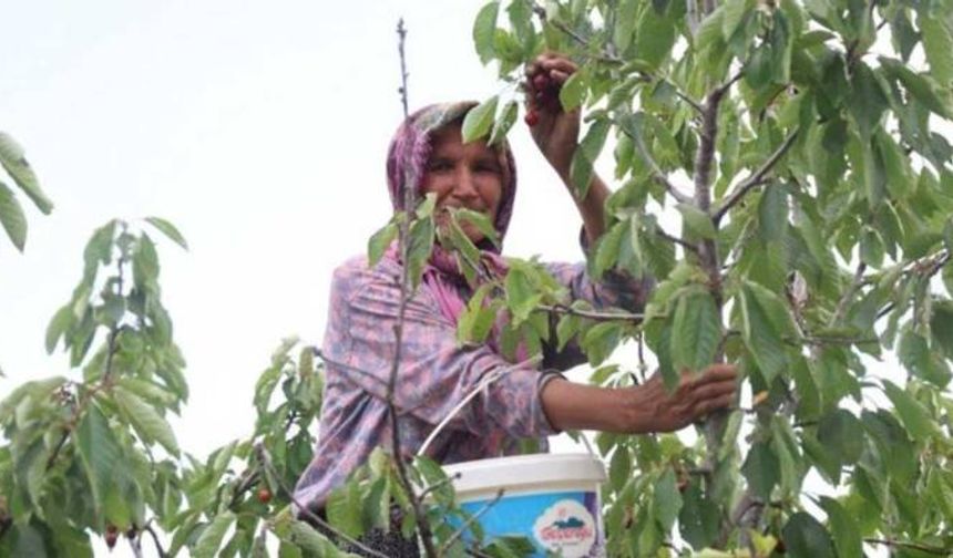 Adana’da erken hasat mutlu etti: Ağaç dalında 30 lira