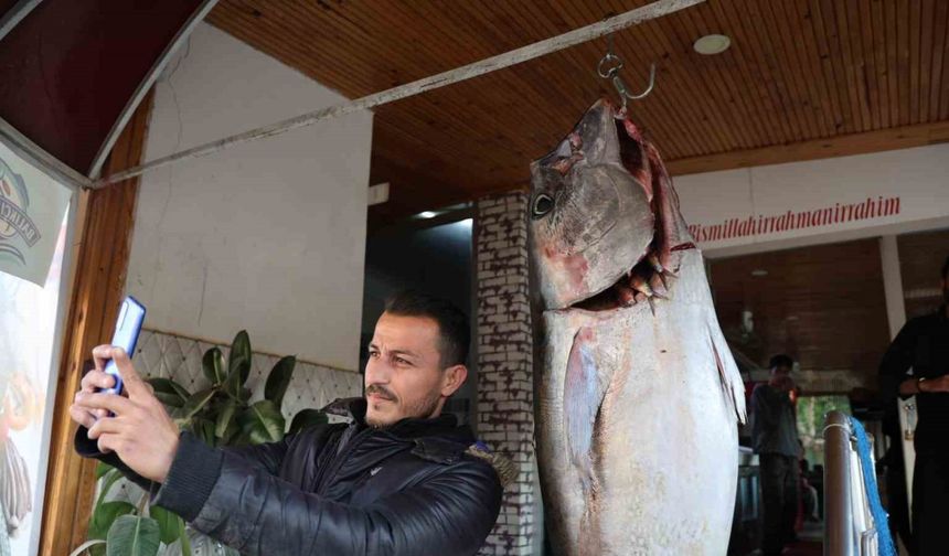 Adana'da balıkçı ağına insan boyunda orkinos takıldı