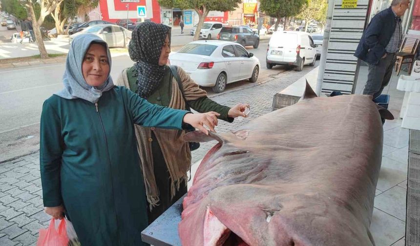 Dev köpek balığına dokunma yarışı