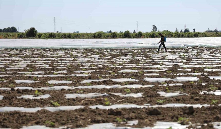 Karpuz üretiminin lideri Adana’da çiftçiler 10 lira fiyat bekliyor