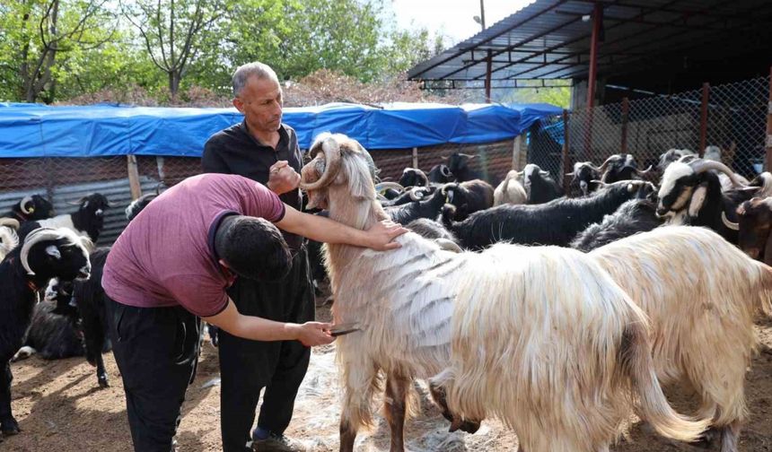 Küçükbaş hayvanların kırkım mesaisi başladı