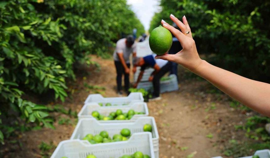 Limonda stokçuların oyunu ortaya çıktı