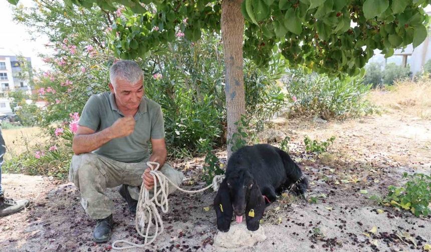 Firar eden kurbanlık, 10 gün sonra yakalandı
